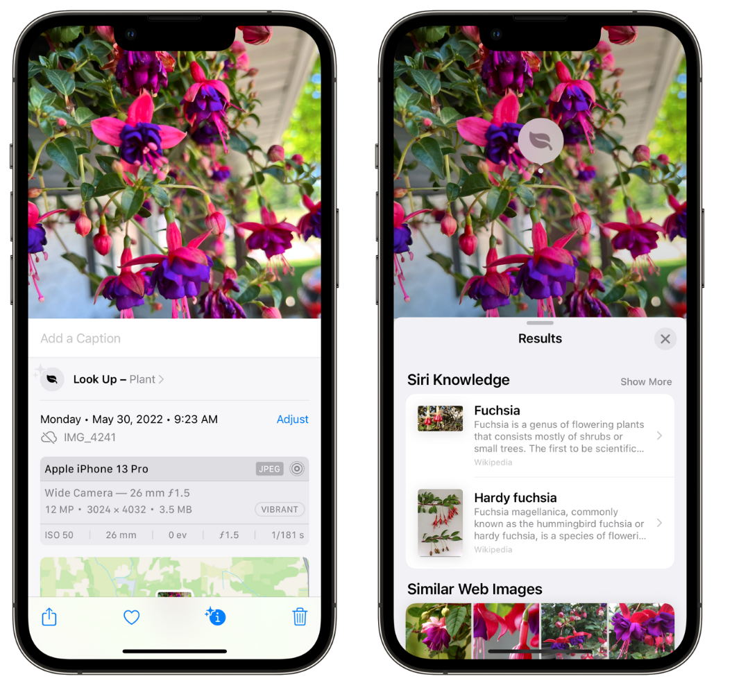 宁晋苹果手机维修分享小技巧：使用 iPhone 相机识别花卉植物 